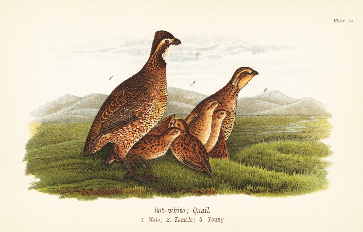 Pohjoinen bobwhite, Colinus virginianus tekijältä John James (after) Audubon