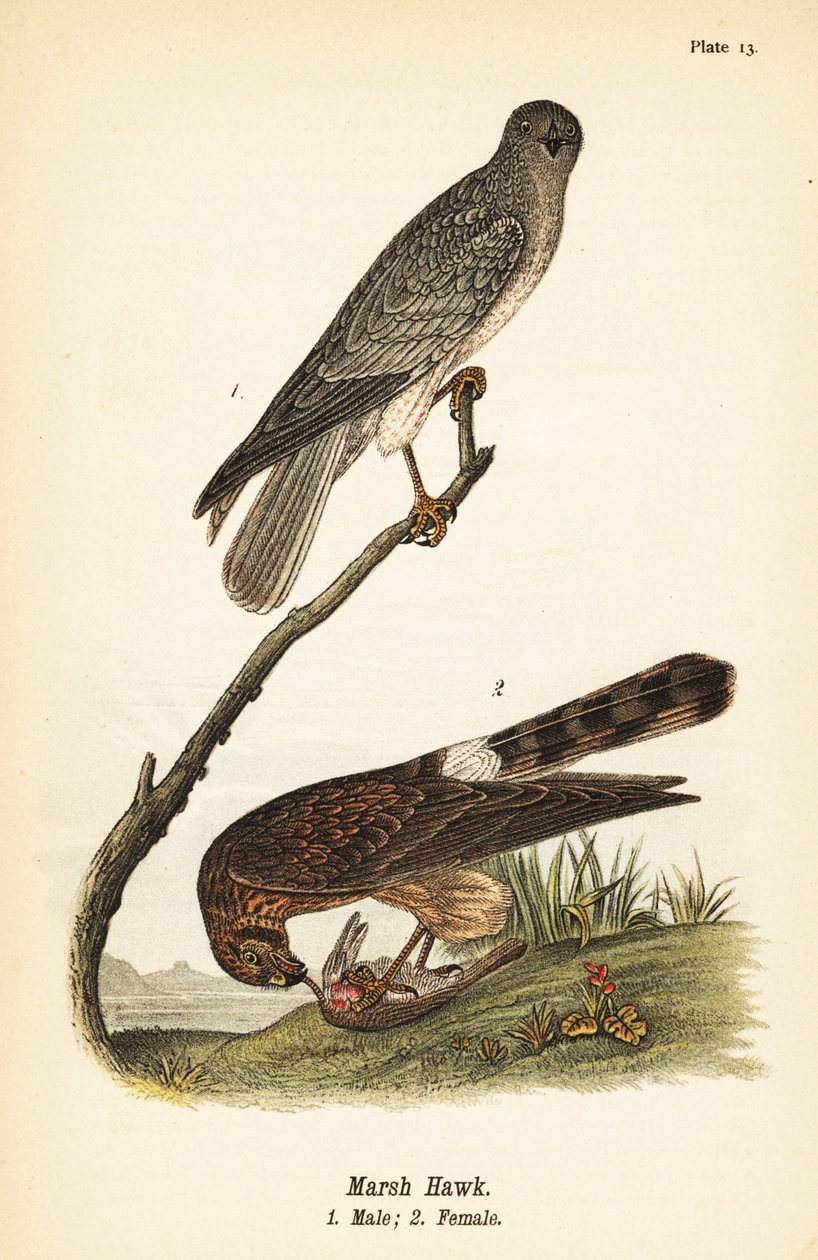 Pohjoinen harri, Circus hudsonius tekijältä John James (after) Audubon
