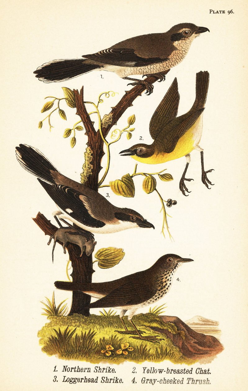 Pohjoinen ritiläinen, Lanius borealis 1, keltarintainen, Icteria virens 2, metsäkärki, Lanius ludovicianus tekijältä John James (after) Audubon