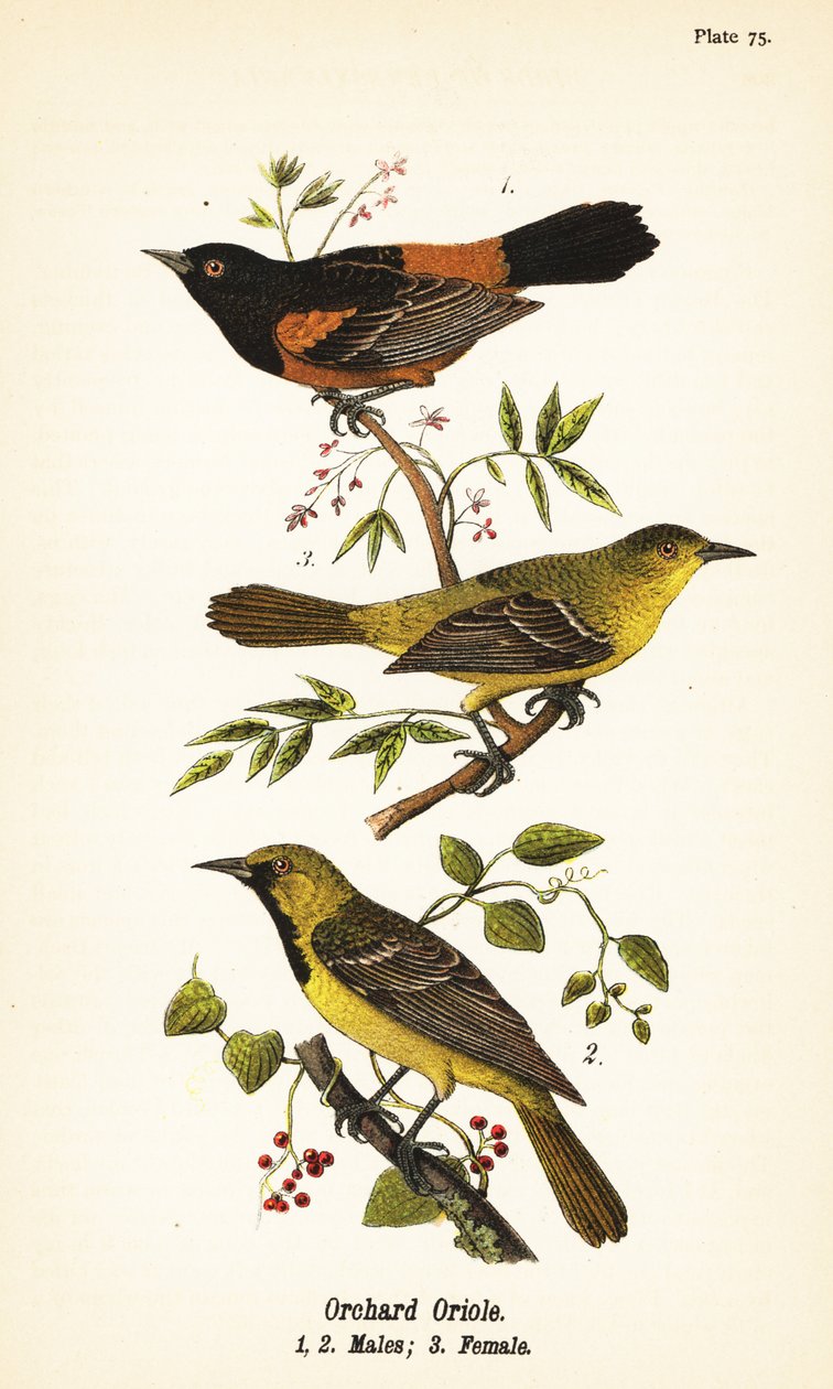 Orchard oriole, Icterus spurius, urokset 1, 2 ja naaras 3 tekijältä John James (after) Audubon
