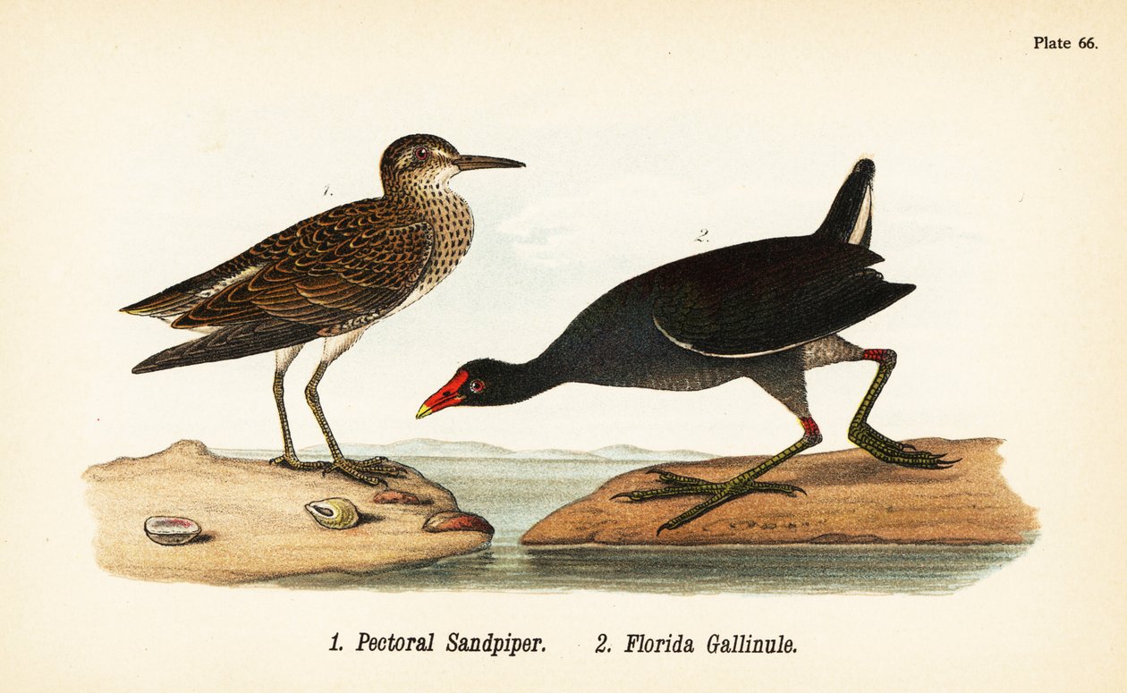 rintapiippu, Calidris melanotos 1 ja tavallinen gallinule, Gallinula galeata 2 tekijältä John James (after) Audubon