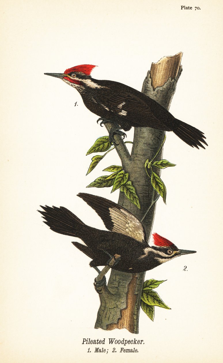 Kasvatikka, Dryocopus pileatus, uros 1, naaras 2 tekijältä John James (after) Audubon
