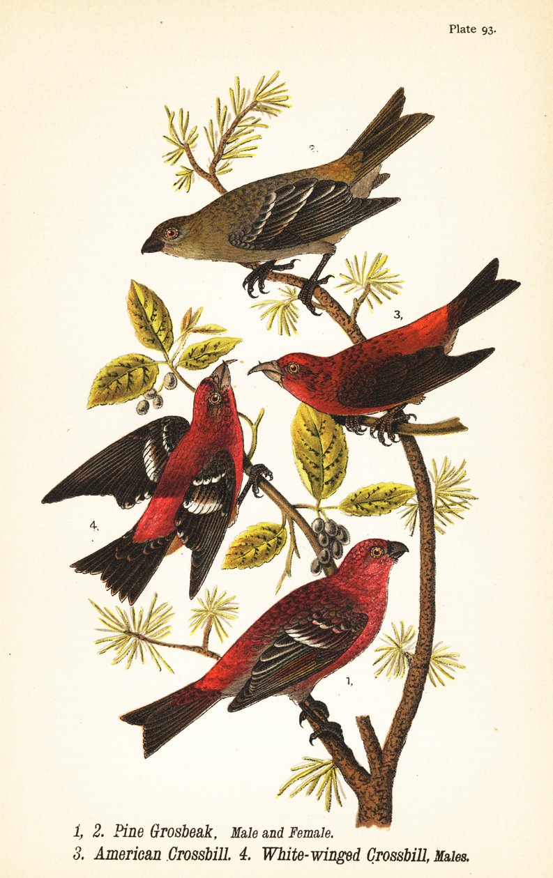 Pinicola enucleator, uros 1, naaras 2, amerikkalainen ristinokka tai punainen ristinokka, Loxia curvirostra 3, valkosiipinen ristinokka, Loxia leucoptera 4, urokset tekijältä John James (after) Audubon