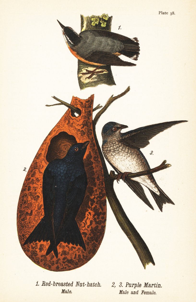 Punarintapähkinä, Sitta canadensis, uros 1 ja purppura martin, Progne subis, uros 2 ja narttu 3 tekijältä John James (after) Audubon