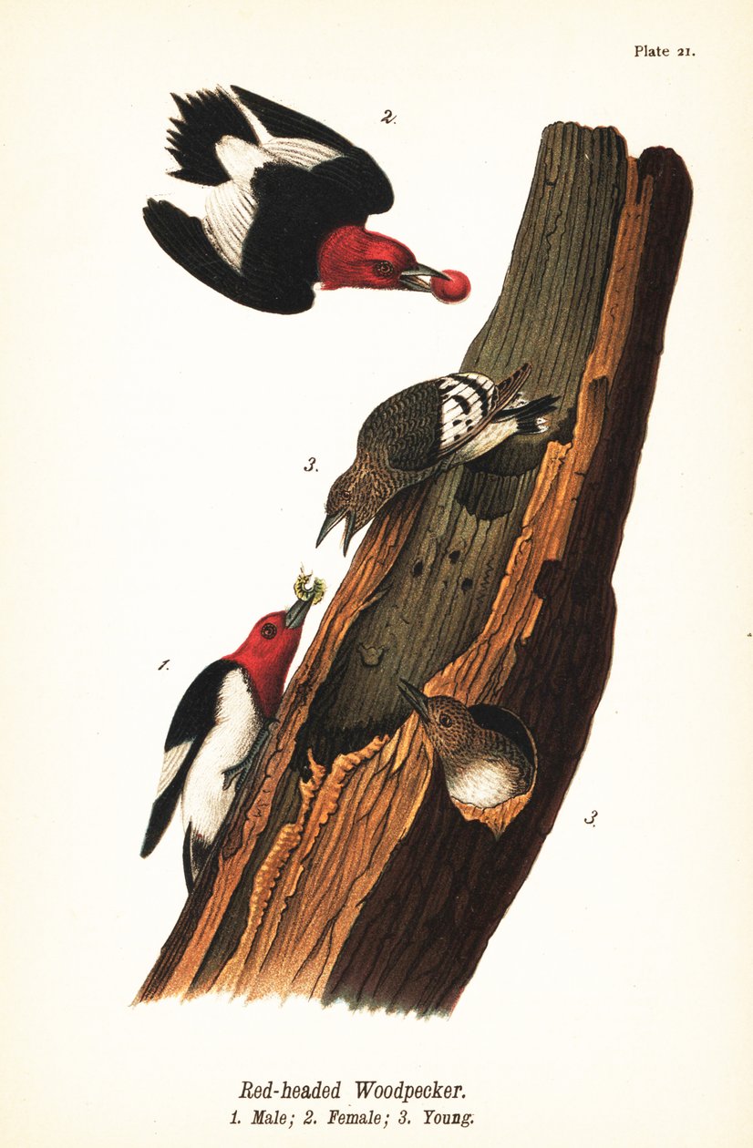 Punatikka, Melanerpes erythrocephalus, uros 1, naaras 2, nuori 3 tekijältä John James (after) Audubon