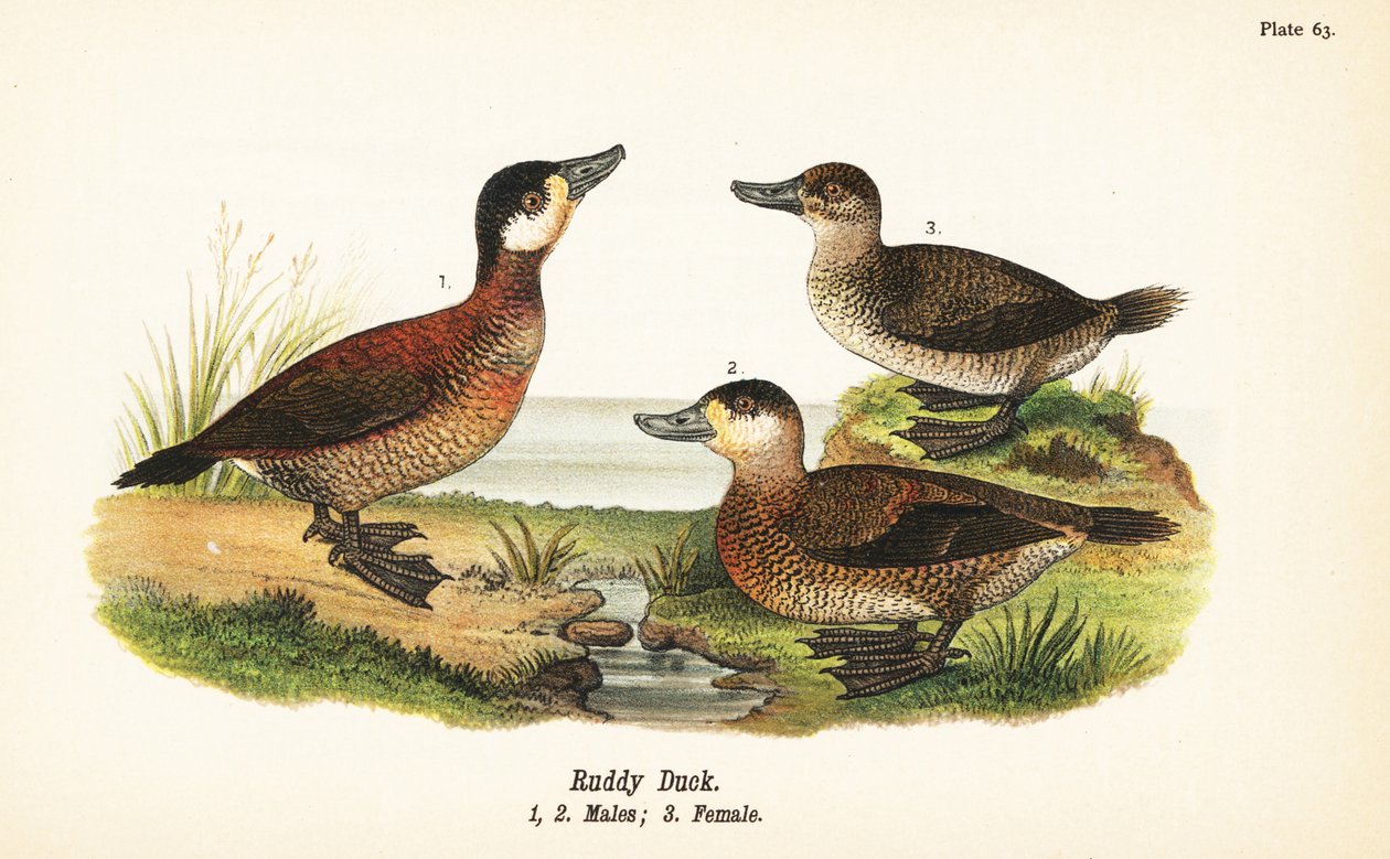 Ruddy ankka, Oxyura jamaicensis, urokset 1, 2 ja naaras 3 tekijältä John James (after) Audubon