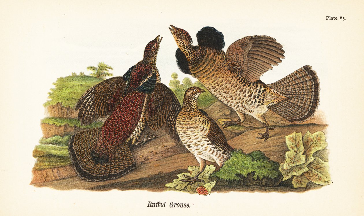 Röyhkeä riekko, Bonasa umbellus tekijältä John James (after) Audubon