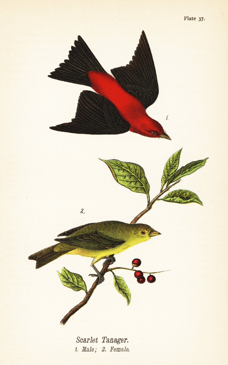 Scarlet Thanager, Piranga Aayivasth, Rain 1, Nainen 2 tekijältä John James (after) Audubon