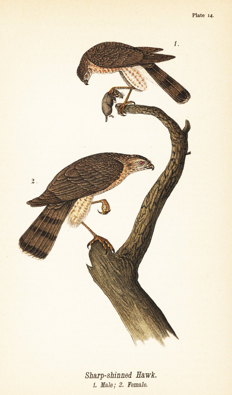 Teräväkärkinen haukka, Accipiter striatus, uros saaliineen 1, naaras 2 tekijältä John James (after) Audubon