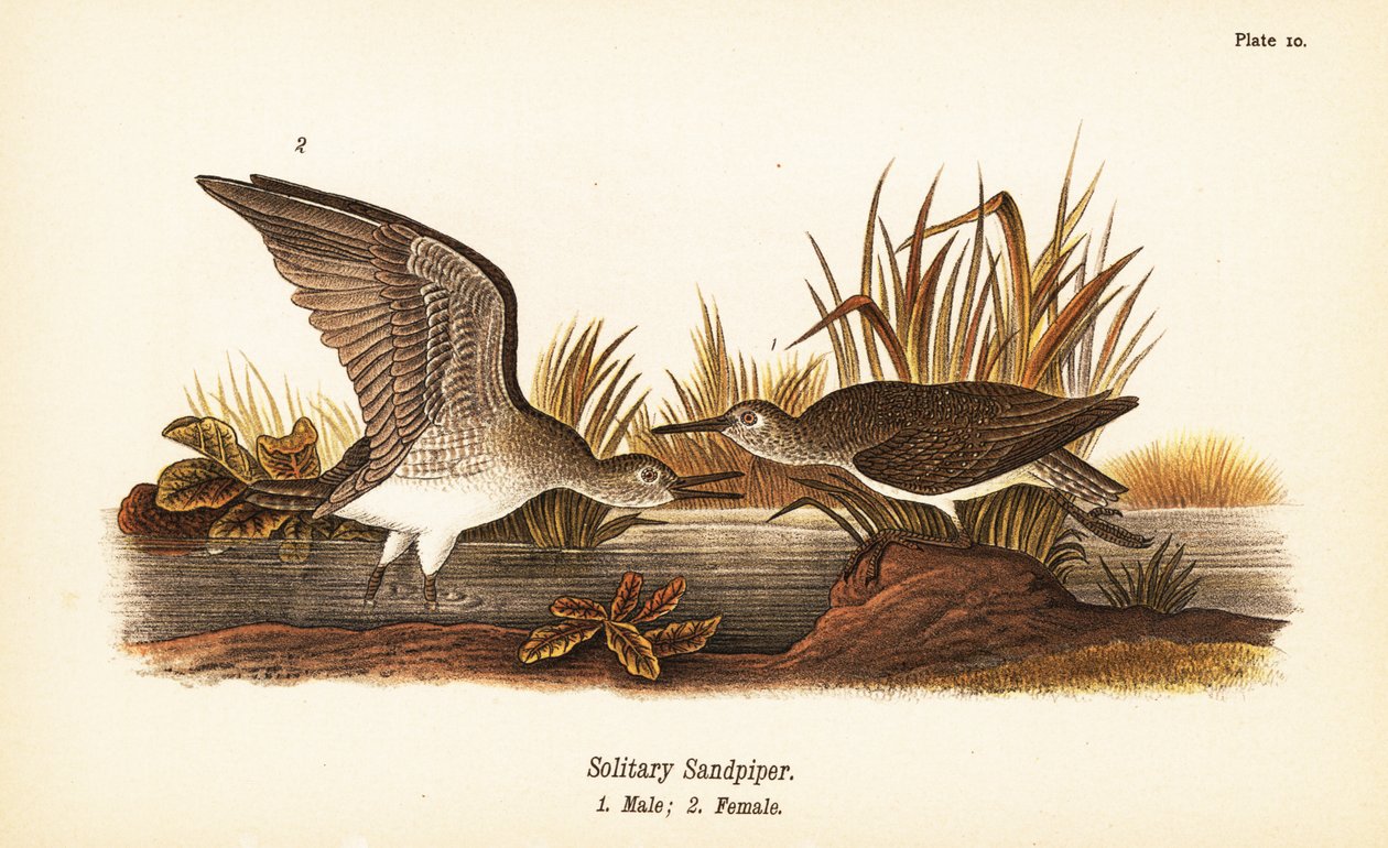 Yksinäinen hiekkapiippu, Tringa solitaria, uros 1, narttu 2 tekijältä John James (after) Audubon