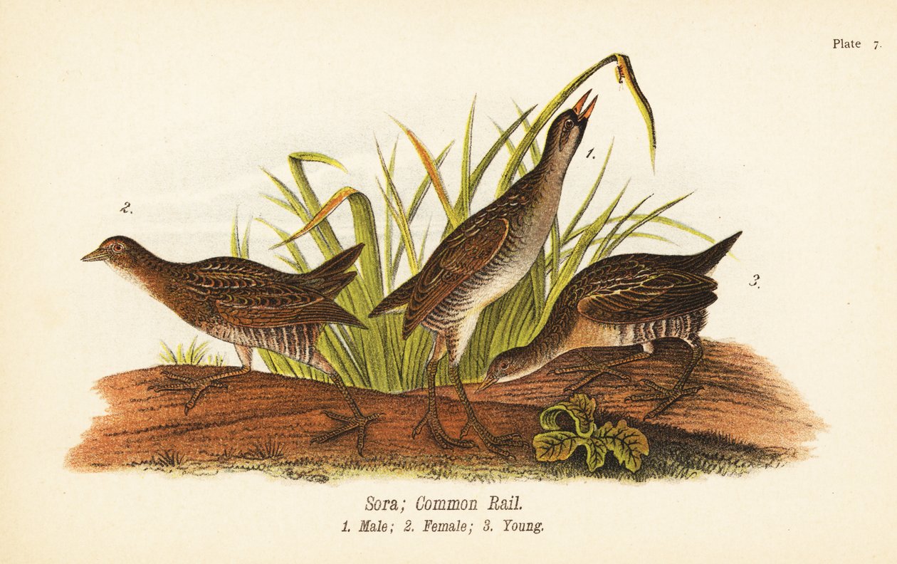 Sora tai common rail, Porzana carolina, uros 1, narttu 2, nuori 3 tekijältä John James (after) Audubon