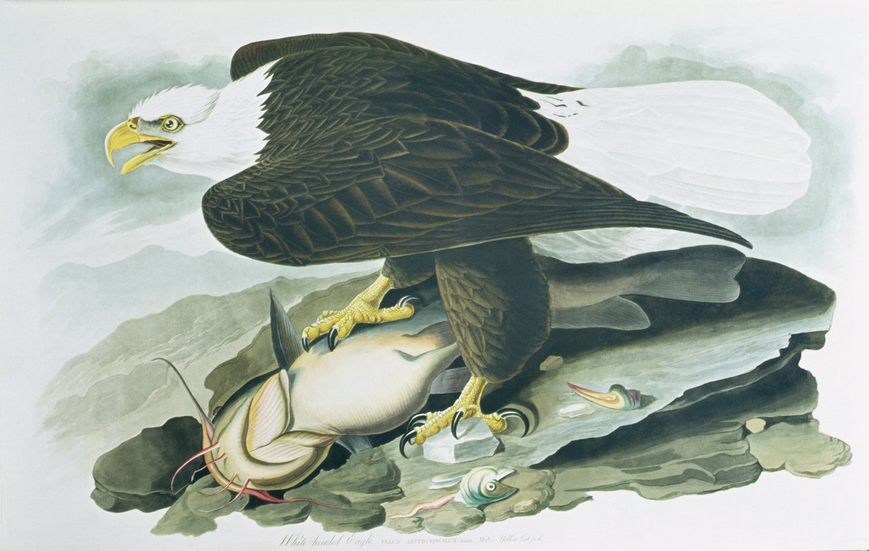 Bald-headed Eagle elokuvasta "Birds of America", kaiverrus R. Havell, m 1829 (värinen kaiverrus) tekijältä John James (after) Audubon