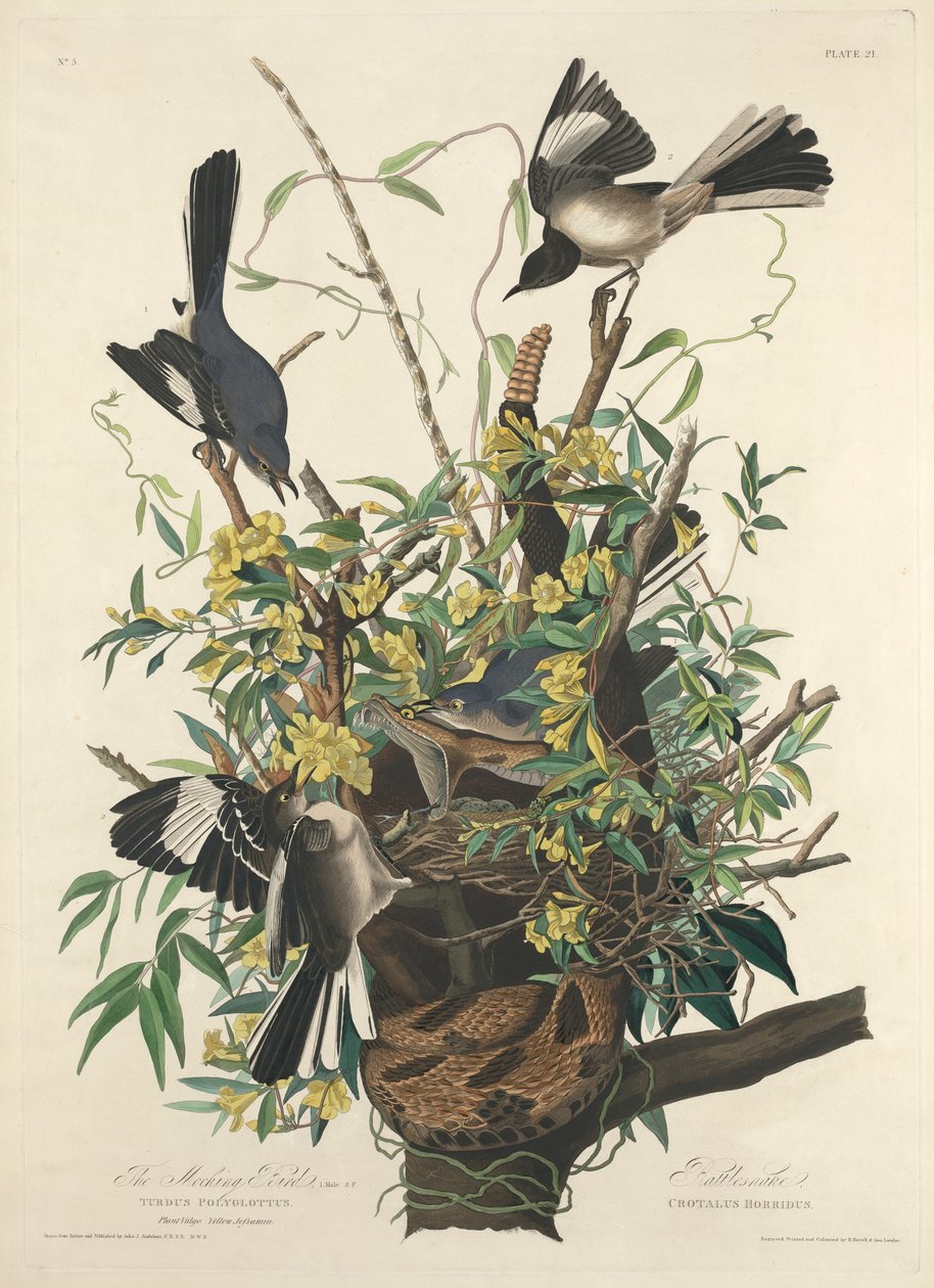 Pilkkaava lintu tekijältä John James (after) Audubon
