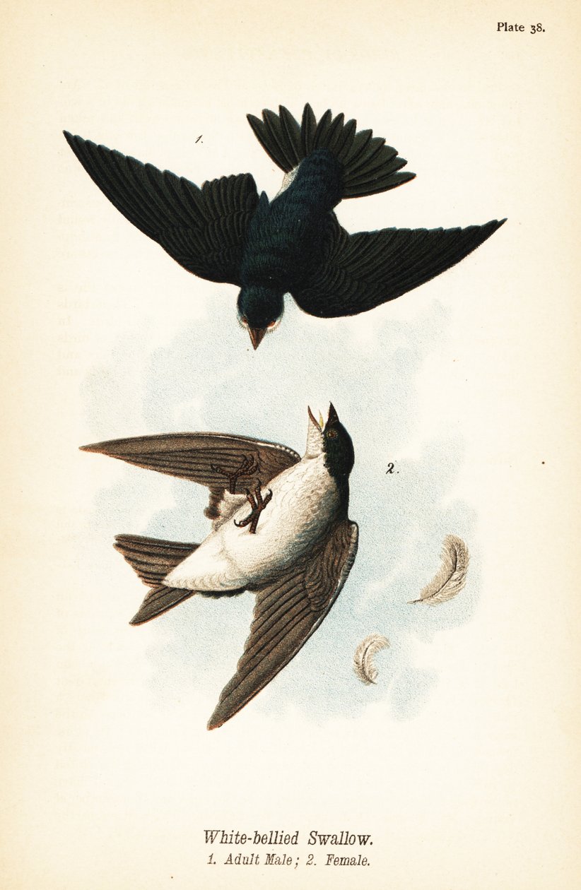 Puun pääskynen, Tachycineta bicolor tekijältä John James (after) Audubon