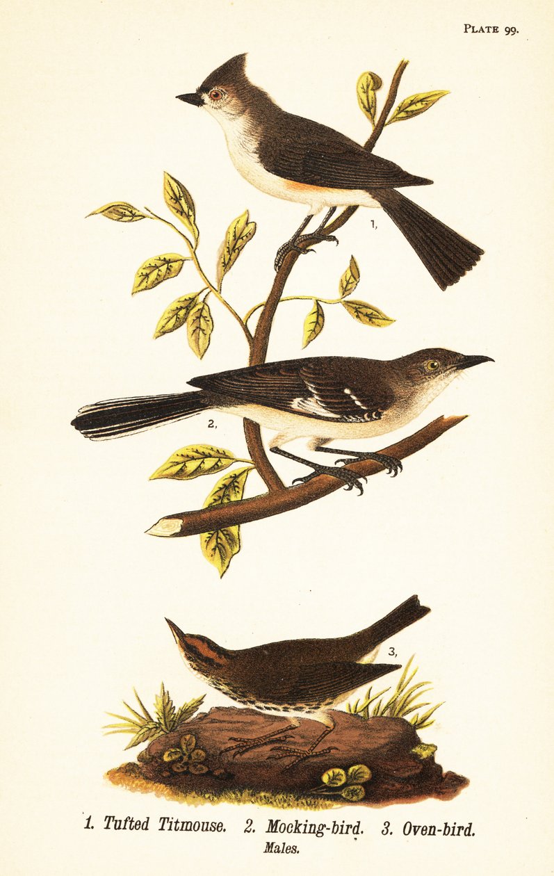 Tuftatiainen, Baeolophus bicolor, pohjoinen pilkkilintu, Mimus polyglottos ja uunilintu, Seiurus aurocapilla tekijältä John James (after) Audubon