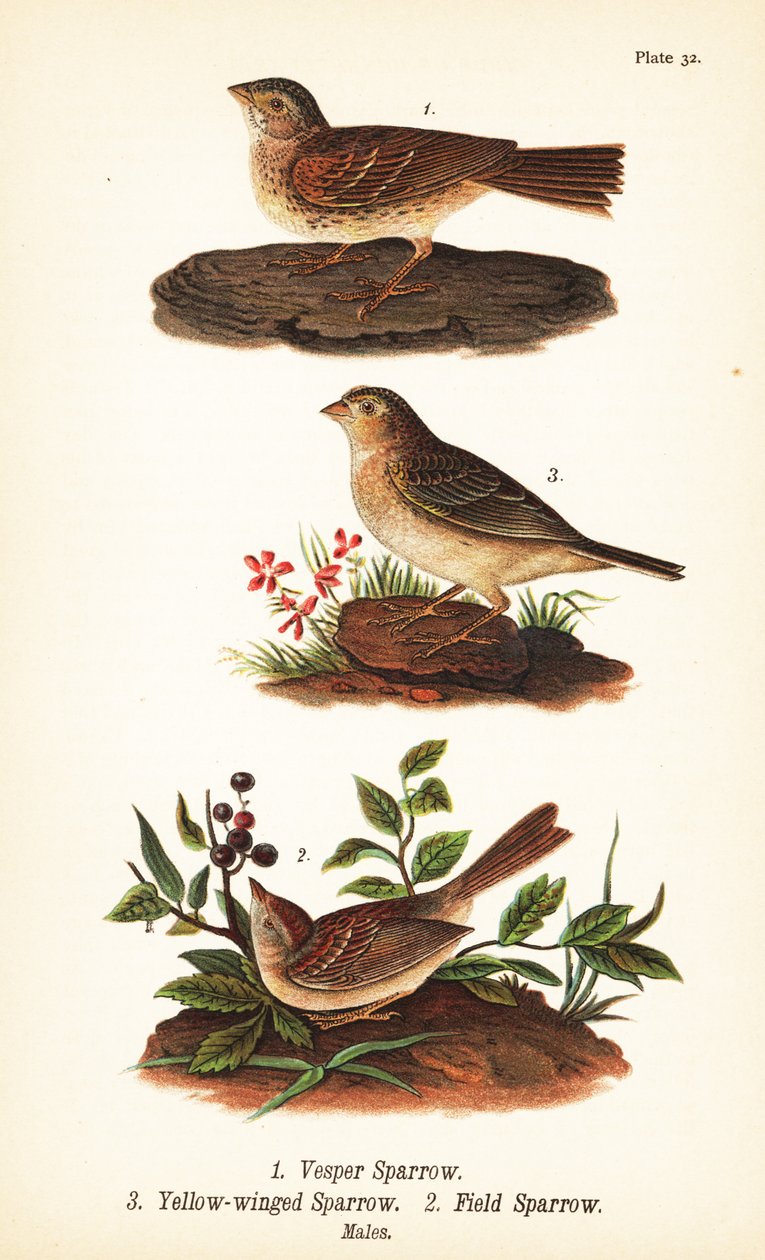 Vespervarpunen, Pooecetes gramineus 1, heinäsirkkavarpunen, Ammodramus savannarum 2 ja peltovarpunen, Spizella pusilla 3 tekijältä John James (after) Audubon