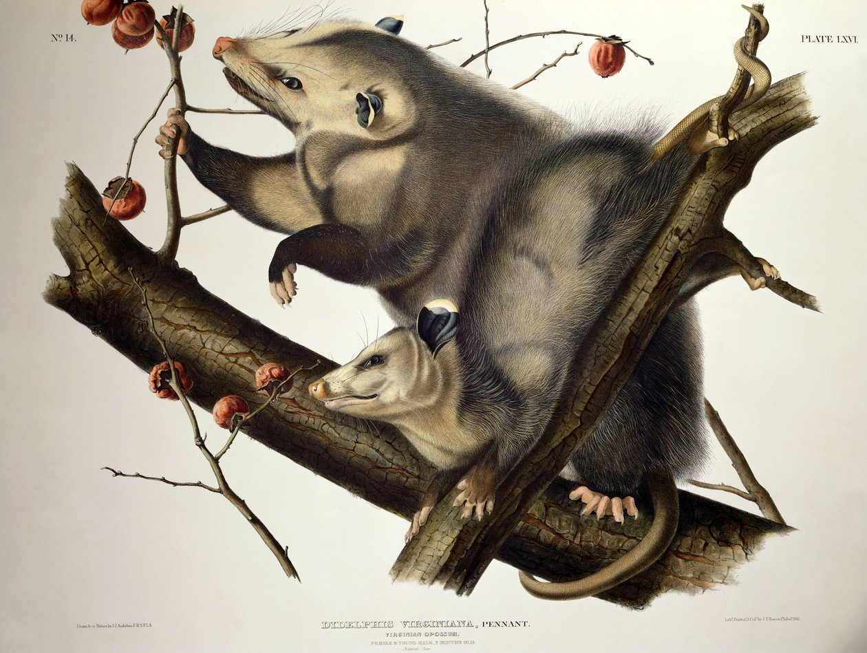 Virginian Opossum, teoksesta "Quadrupeds of America", kaiverrus John T. Bowen (1801-c.56) 1845 (värillinen kaiverrus) tekijältä John James (after) Audubon