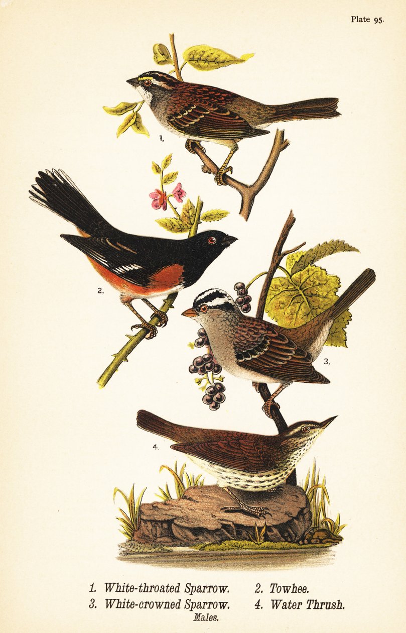 Valkokurkkuvarpunen, Zonotrichia albicollis 1, itävarpunen, Pipilo erythrophthalmus 2, valkokruunuvarpunen, Zonotrichia leucophrys 3 ja pohjoinen vesistosta, Parkesia noveboracensis 4 tekijältä John James (after) Audubon