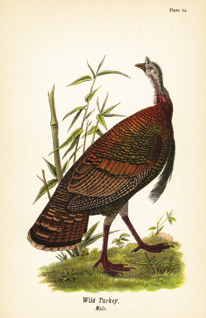 Villi kalkkuna, Meleagris gallopavo, uros tekijältä John James (after) Audubon