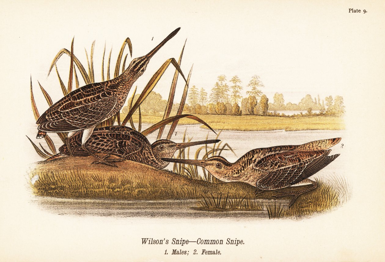 Wilsonin taivaanvuohi tai tavallinen nuiva, Gallinago delicata, urokset 1, naaras 2 tekijältä John James (after) Audubon