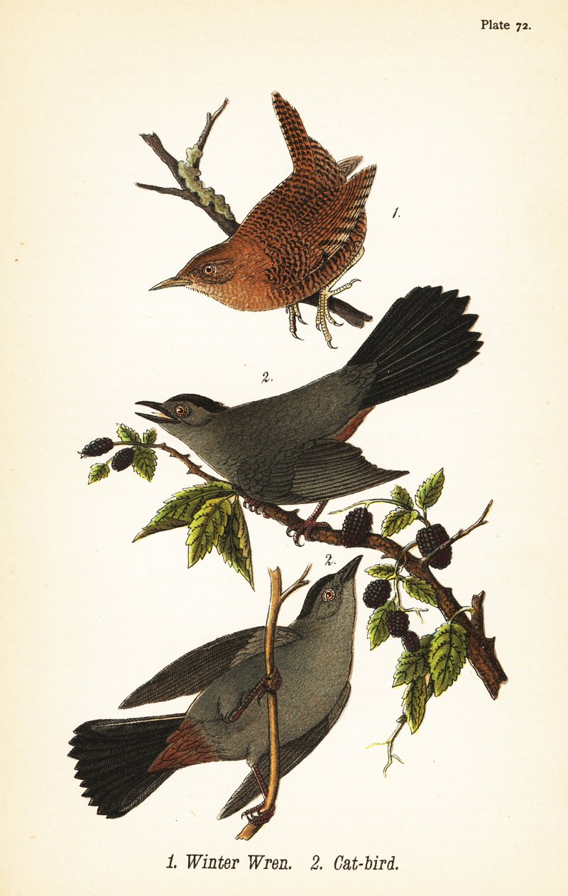 Winter wren, Troglodytes hiemalis 1 ja harmaa kissalintu, Dumetella carolinensis kissalintu 2 tekijältä John James (after) Audubon