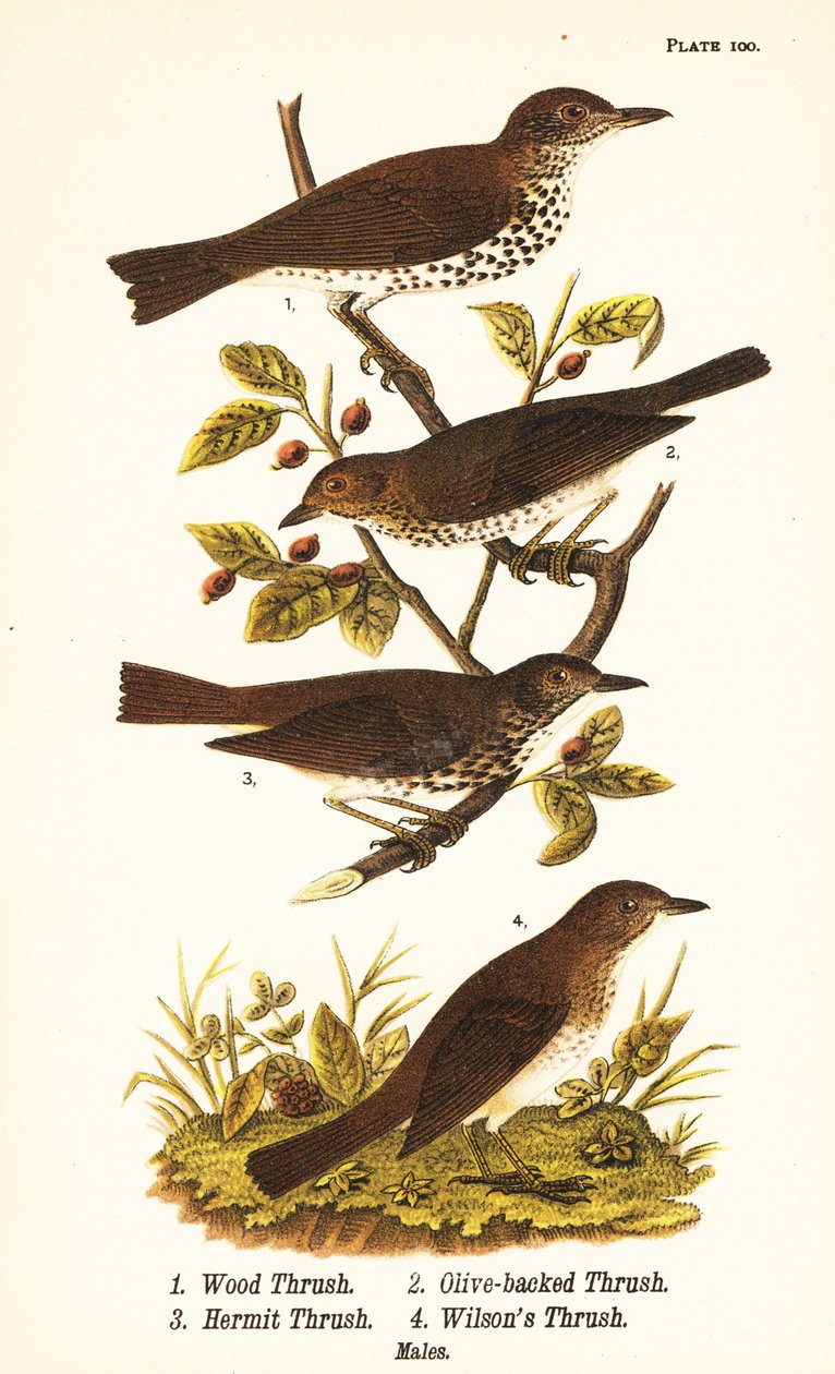 Metsärastasta, Hylocichia mustelina 1, Swainsonin sammas, Catharus ustulatus 2, oliiviselkärastasta tai erakkorastas, Catharus guttatus 3 ja ruskearastasta tai Wilsonin sammas, Catharus fuscescens 4 tekijältä John James (after) Audubon