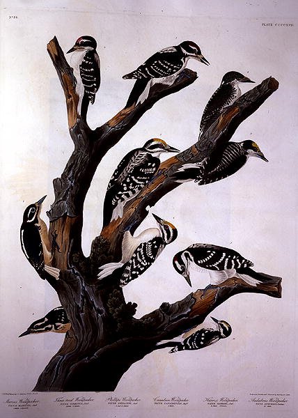 Tikat, teoksesta "Birds of America", kaiverrus Robert Havell (1793-1878) 1838 (värinen kaiverrus) tekijältä John James (after) Audubon