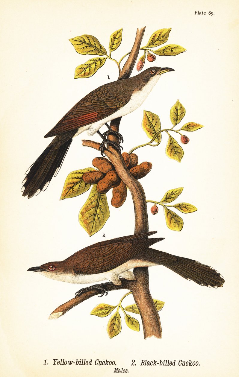 Keltakäki, Coccyzus americanus 1 ja mustanokkakäki, Coccyzus erythropthalmus 2, urokset tekijältä John James (after) Audubon