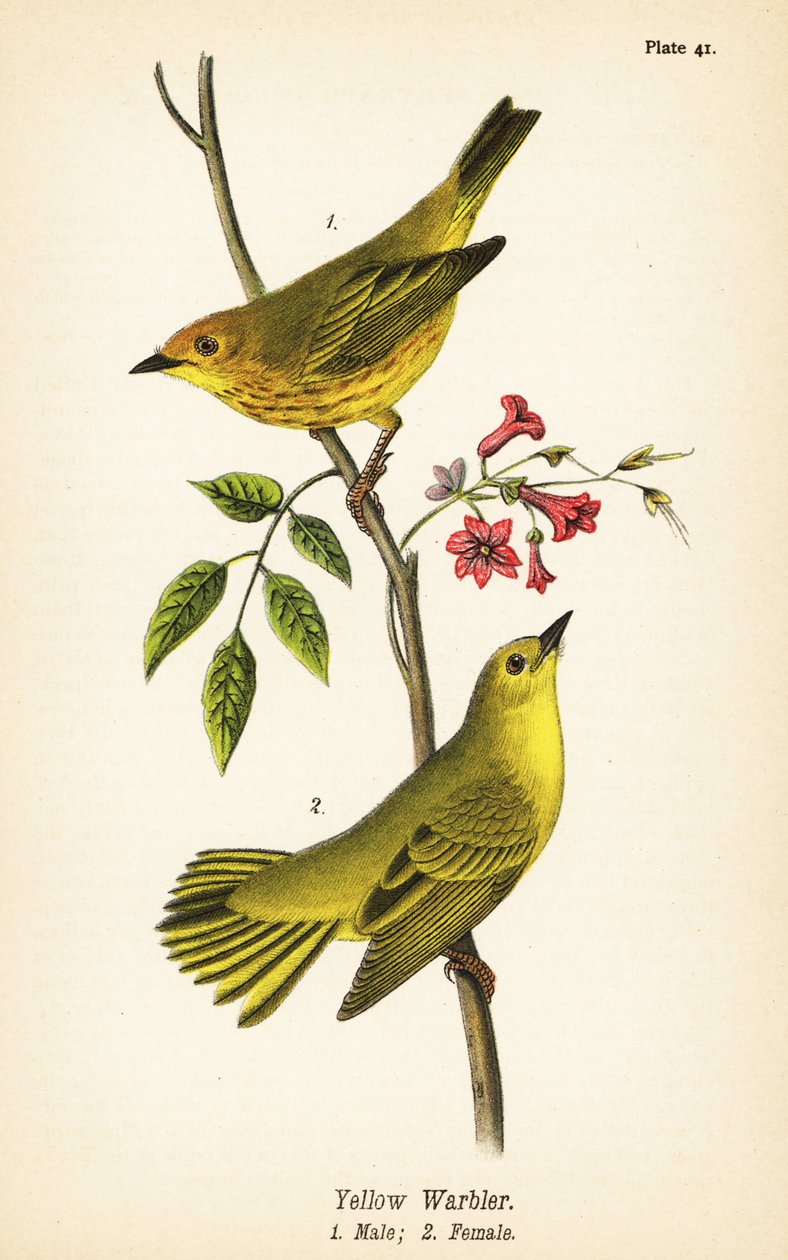 Keltakirkko, Setophaga petechia, uros 1, narttu 2 tekijältä John James (after) Audubon