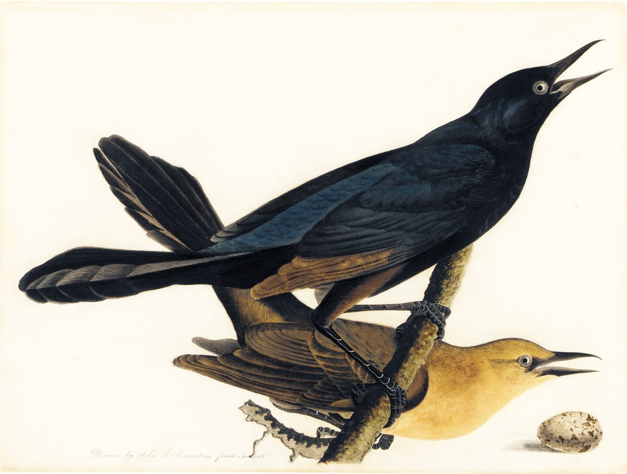 Pari venepyrstöä tekijältä John James Audubon