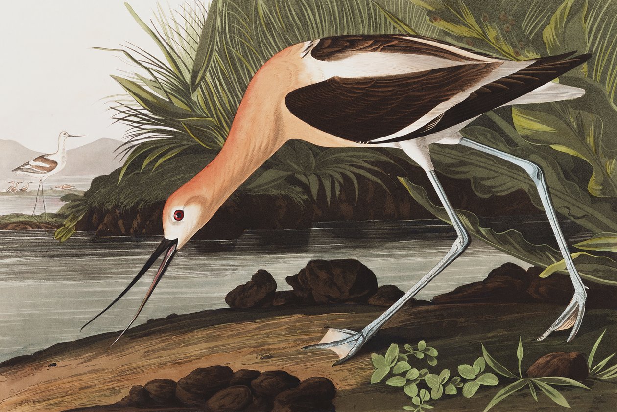 American Avocet, Recurvirostra Americana, John J. Audubonin "The Birds of America" -julkaisusta, pub. 1827-38 tekijältä John James Audubon