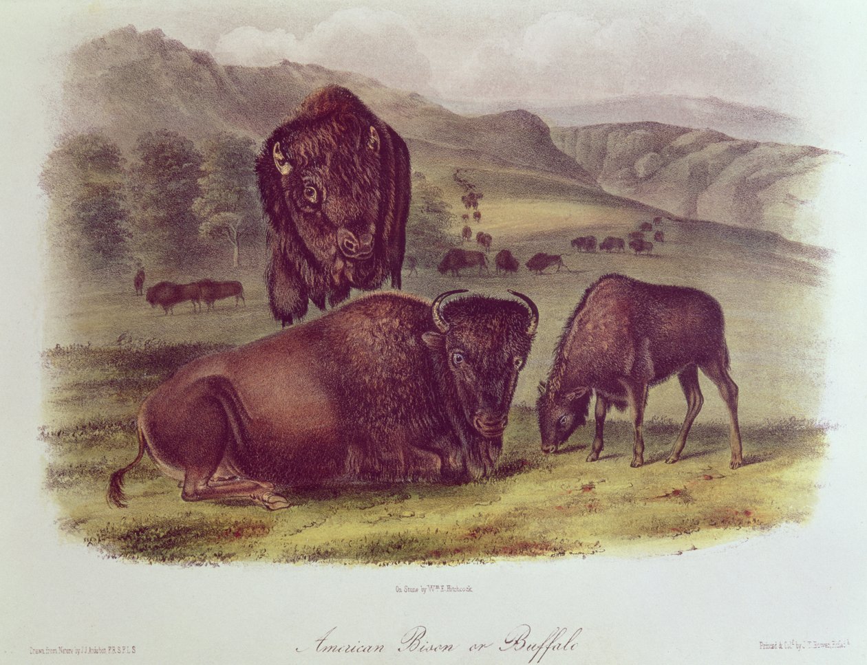American Bison tai Buffalo, elokuvasta "Quadrupeds of North America", 1842-45 tekijältä John James Audubon