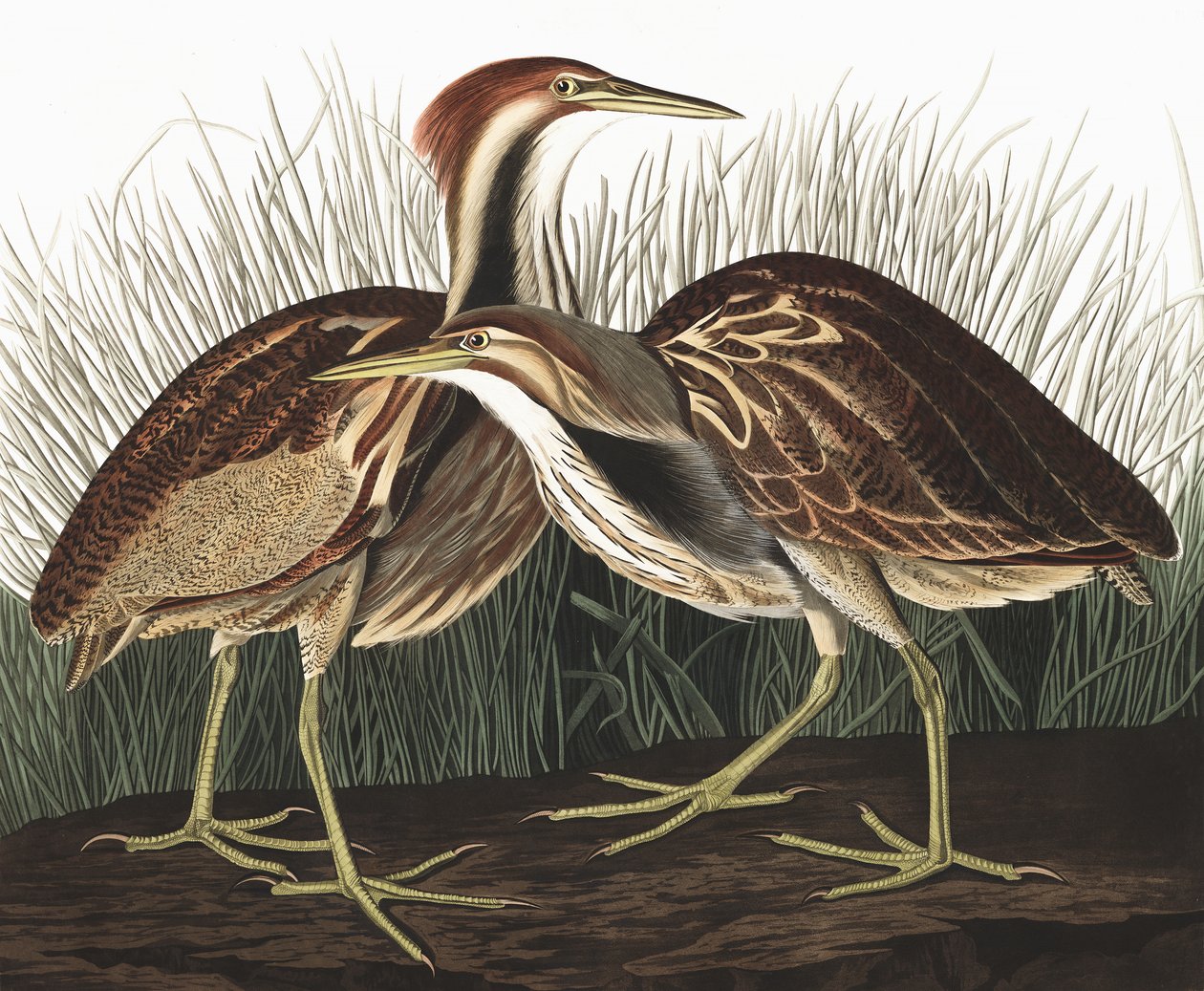 American Bittern, Botaurus Lentiginosus, John J. Audubonin "The Birds of America" -julkaisusta, pub. 1827-38 tekijältä John James Audubon
