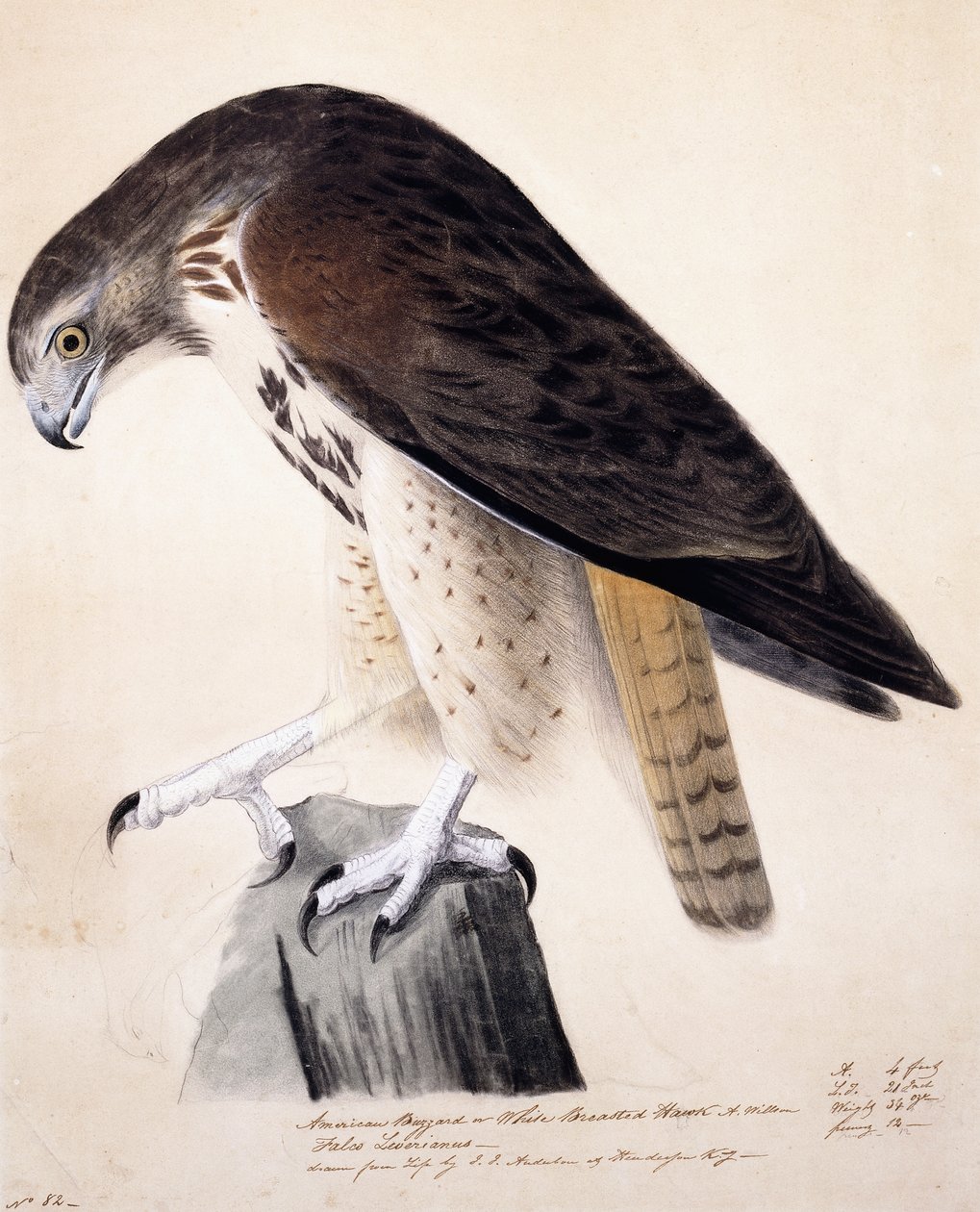 American Buzzard tai White Breasted Hawk, tekijältä John James Audubon