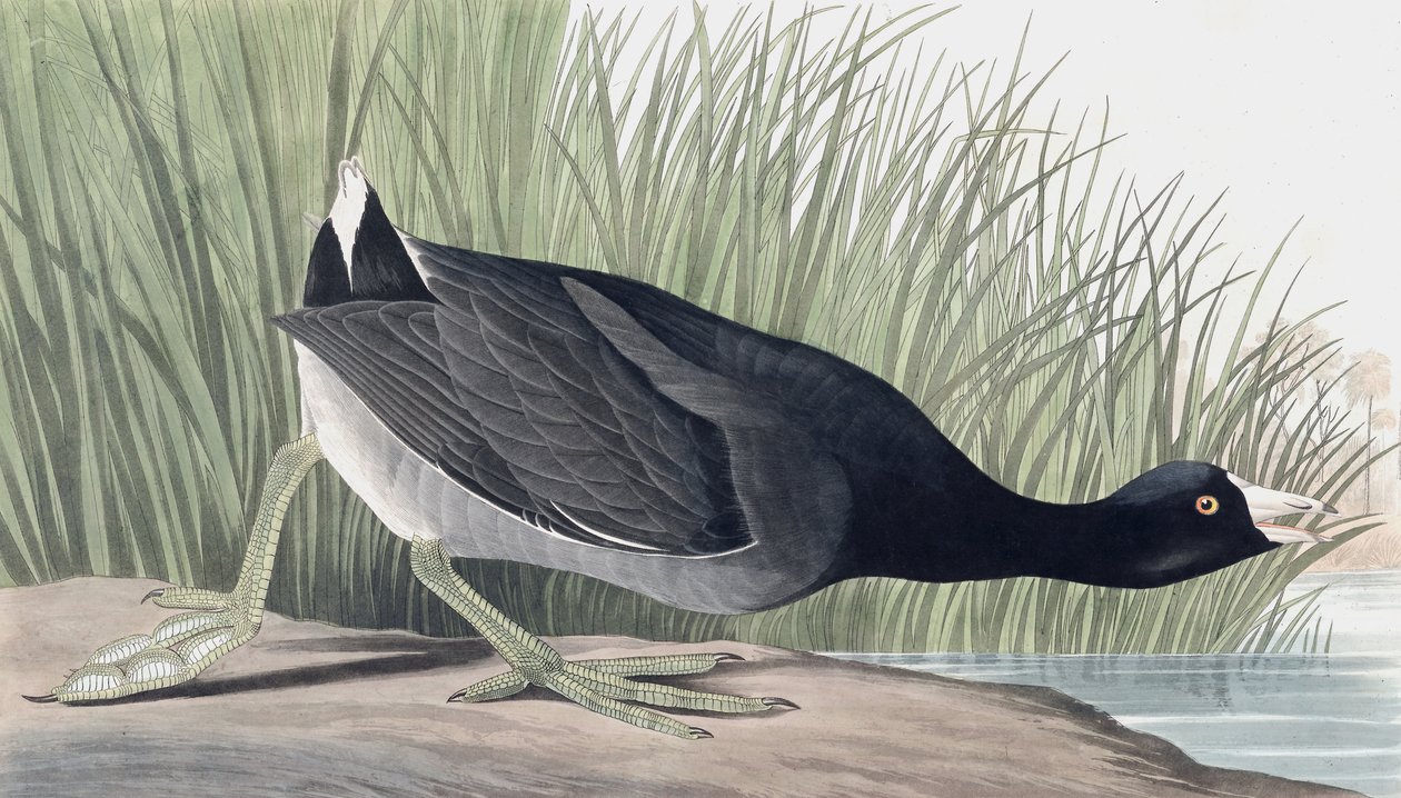 American Coot, Fulica Americana, John J. Audubonin "The Birds of America" -pubista. 1827-38 tekijältä John James Audubon