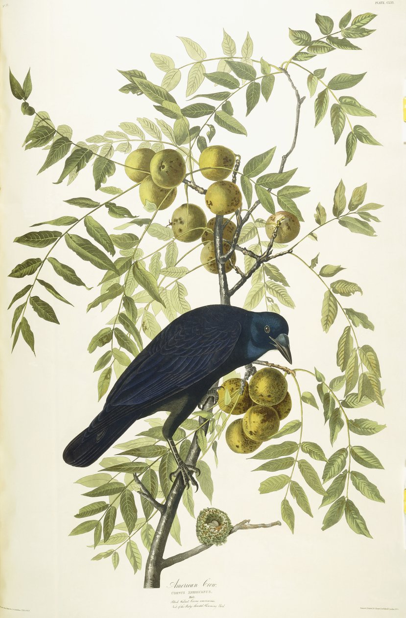 American Crow, 1833 tekijältä John James Audubon