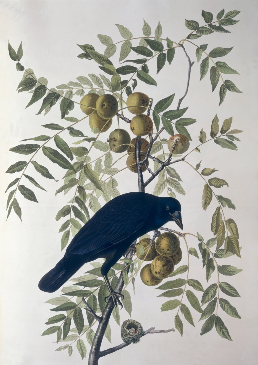 American Crow, Birds of Americalta tekijältä John James Audubon