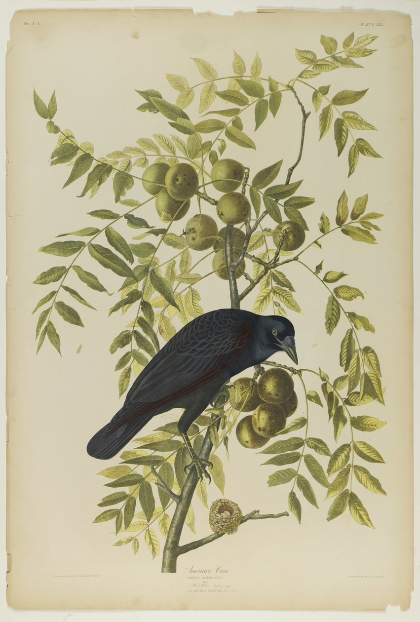 American Crow, paina Julien Bien ja julkaisi Roe Lockwood & Son, 1861 (kromolitografia) tekijältä John James Audubon