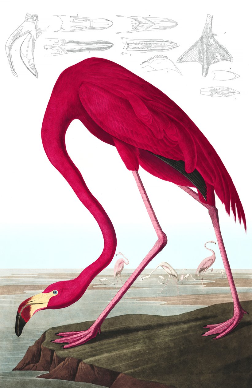 American Flamingo, Phoenicopterus Ruber, elokuvasta "The Birds of America", kirjoittanut John J. Audubon, pub. 1827-38 (käsinvärinen kaiverrus) tekijältä John James Audubon