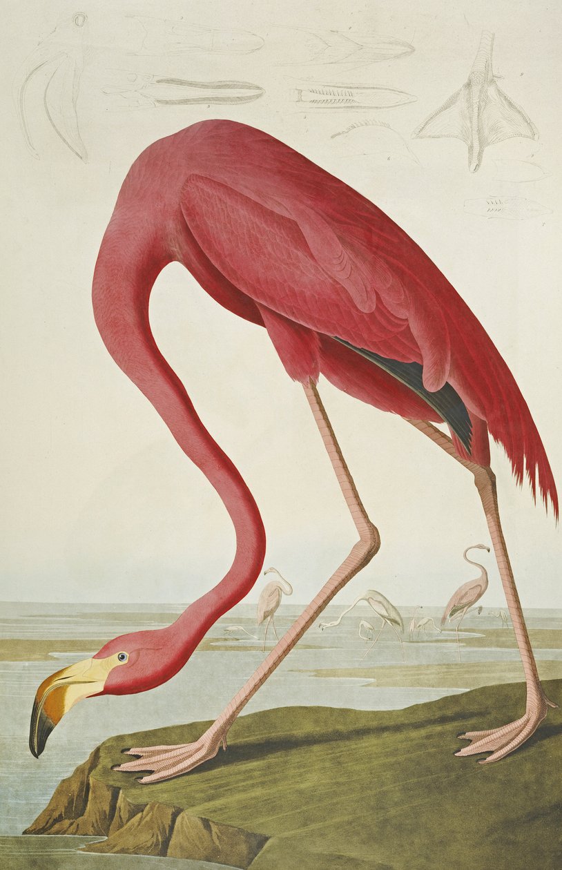 American Flamingo, elokuvasta "The Birds of America" tekijältä John James Audubon