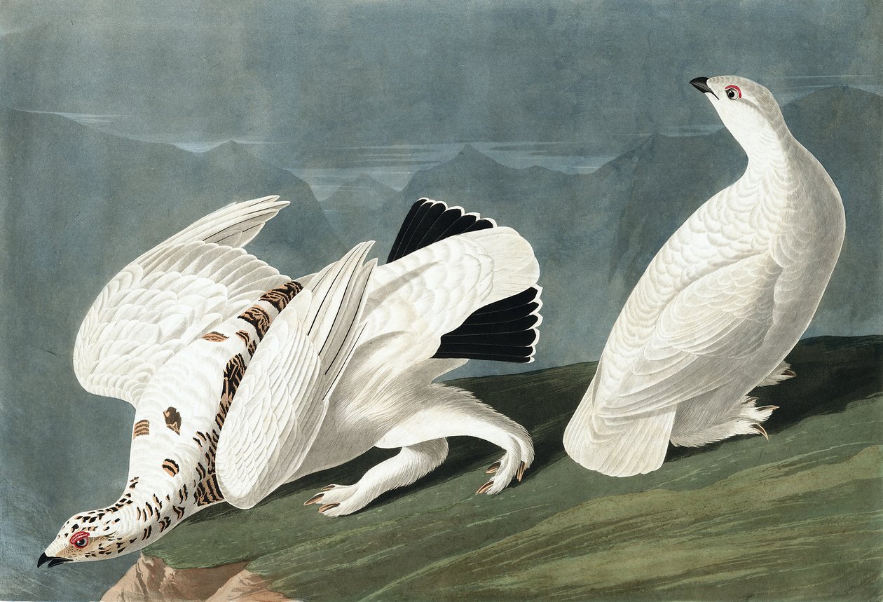 American Ptarmigan, Tetrao Mutus: White Tailed Grous, Tetrao Leucurus, John J. Audubonin "The Birds of America" -julkaisusta, pub. 1827-38 tekijältä John James Audubon