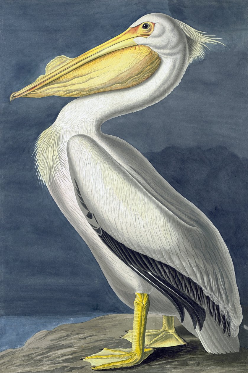 American White Pelican, Pelecanus Erythrorhynchos, John J. Audubonin "The Birds of America" -julkaisusta, pub. 1827-38 tekijältä John James Audubon