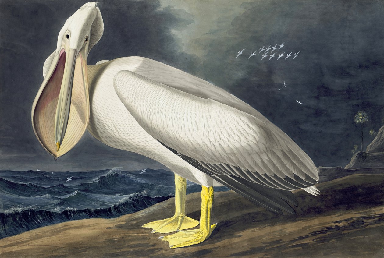 American White Pelican, Pelecanus Erythrorhynchos, John J. Audubonin "The Birds of America" -julkaisusta, pub. 1827-38 tekijältä John James Audubon