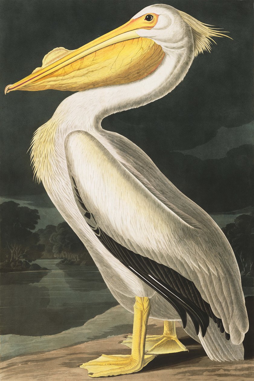 American White Pelican, Pelecanus Erythrorhynchos, John J. Audubonin "The Birds of America" -julkaisusta, pub. 1827-38 tekijältä John James Audubon