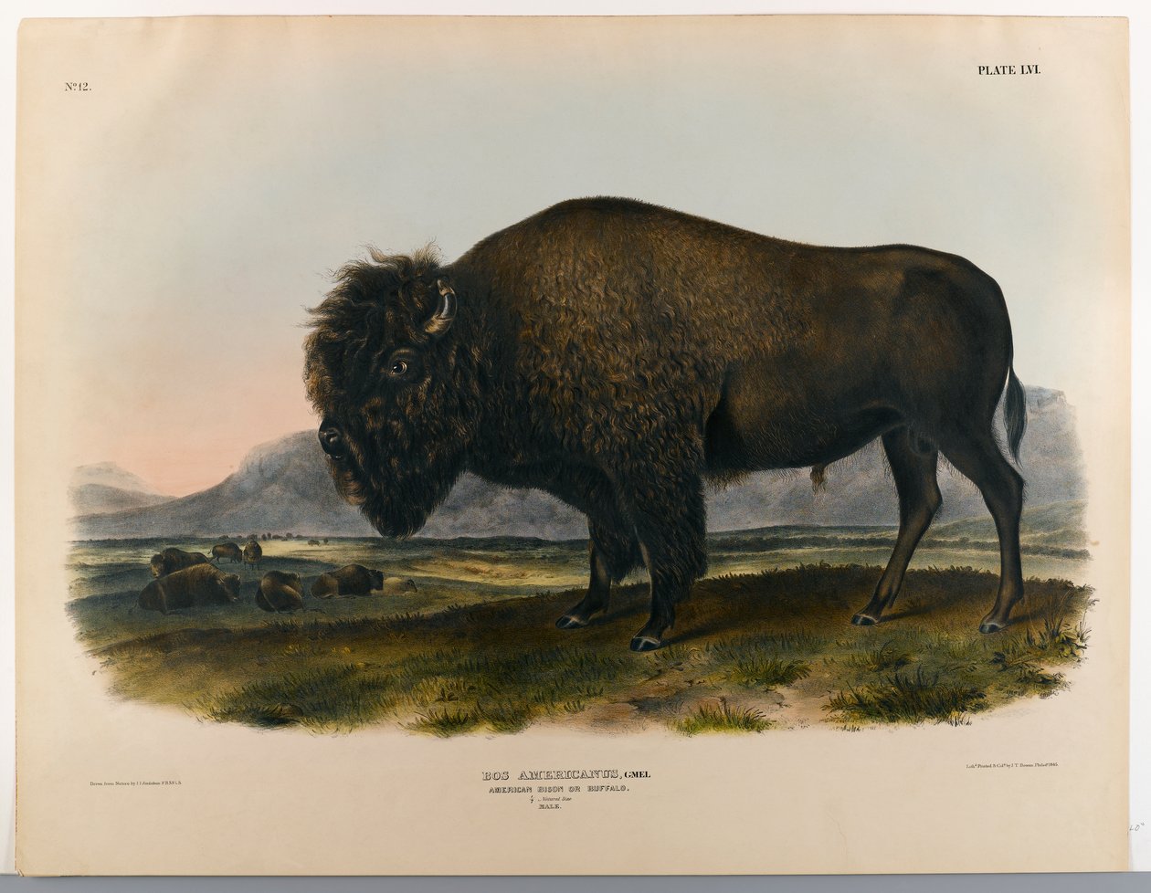 Amerikan biisoni tai puhveli tekijältä John James Audubon