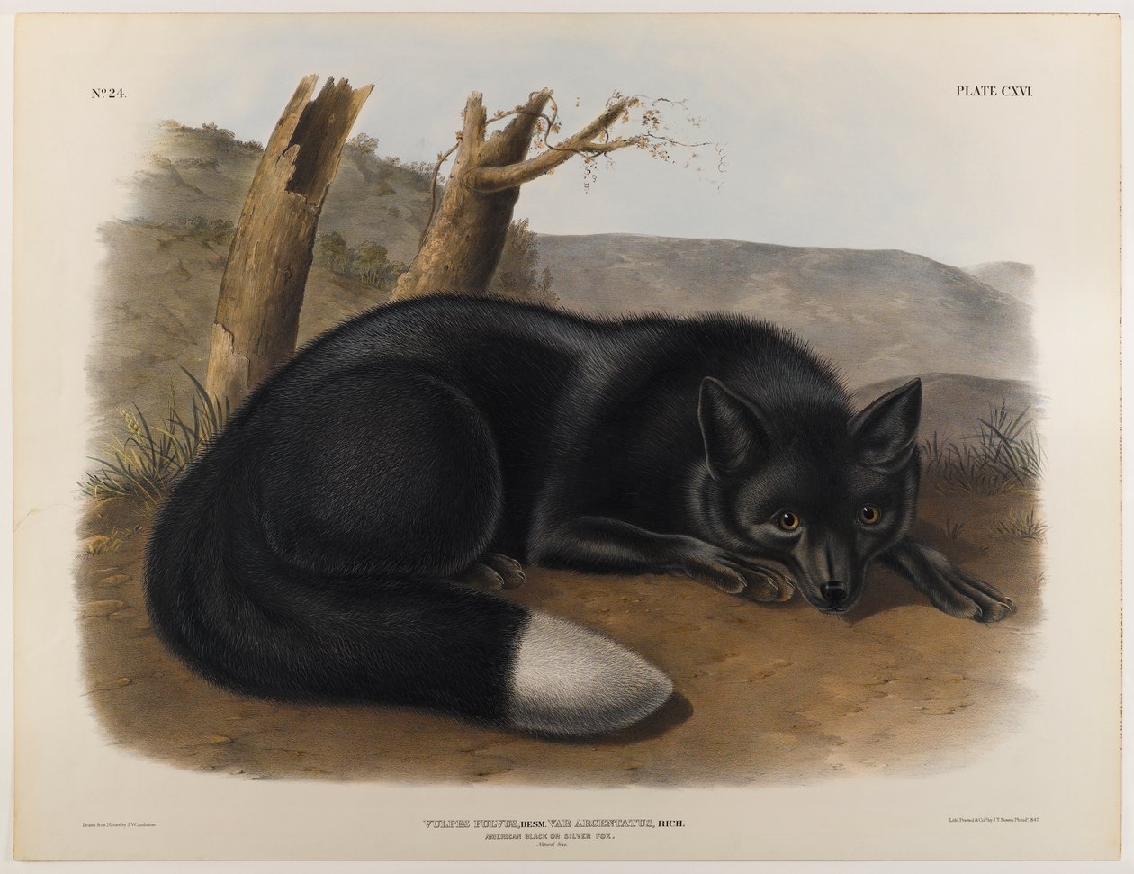 Amerikkalainen musta tai hopeakettu tekijältä John James Audubon