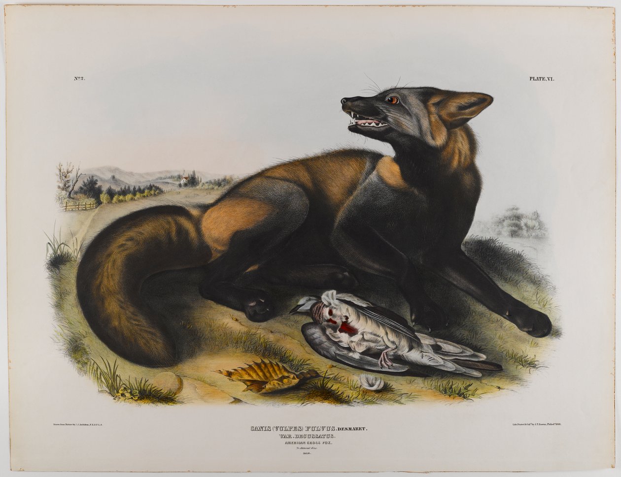 Amerikkalainen ristikettu tekijältä John James Audubon