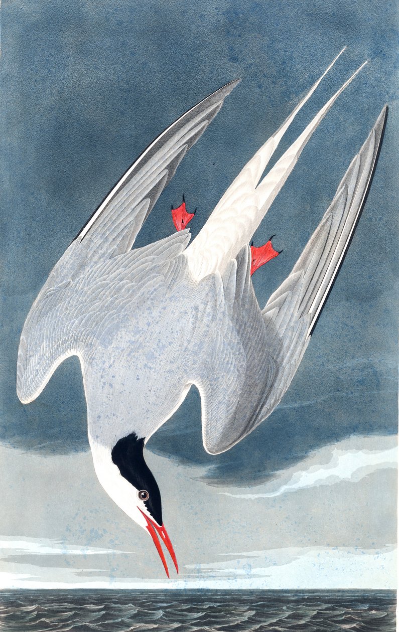 Arctic Tiir, Sterna Paradisaea, John J. Audubonin "The Birds of America" -julkaisusta, pub. 1827-38 tekijältä John James Audubon