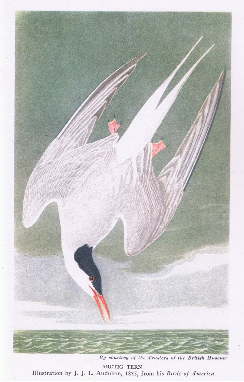 lapintiira tekijältä John James Audubon