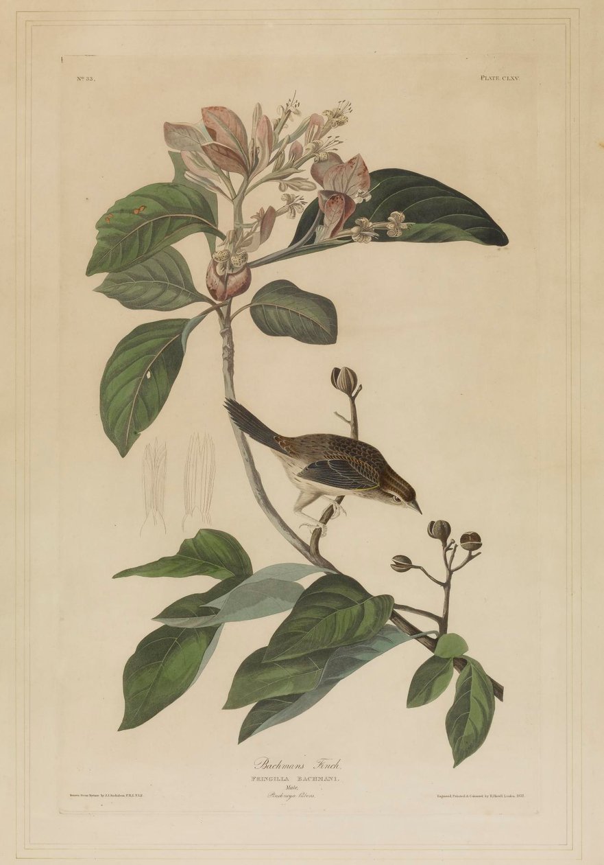Bachmanin peippo tekijältä John James Audubon